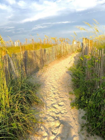 sun lit path of sand with fencing and tall grass leading to the beach