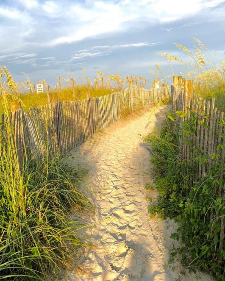 sun lit path of sand with fencing and tall grass leading to the beach