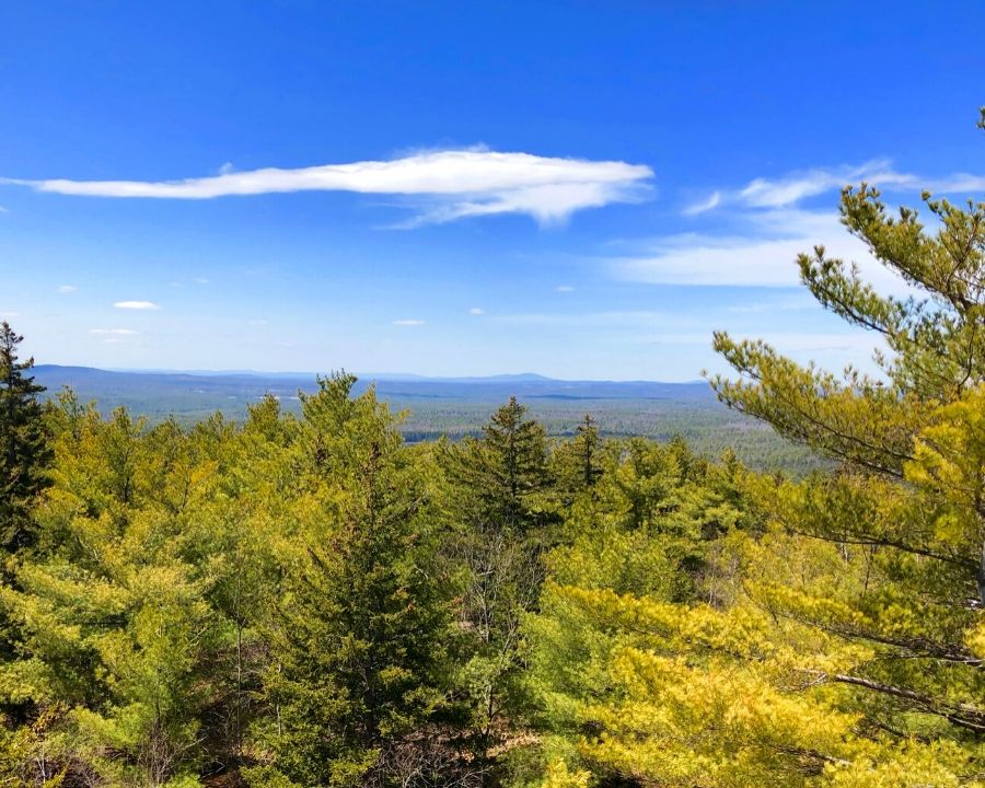 trees with mountains in the distance, blue sky