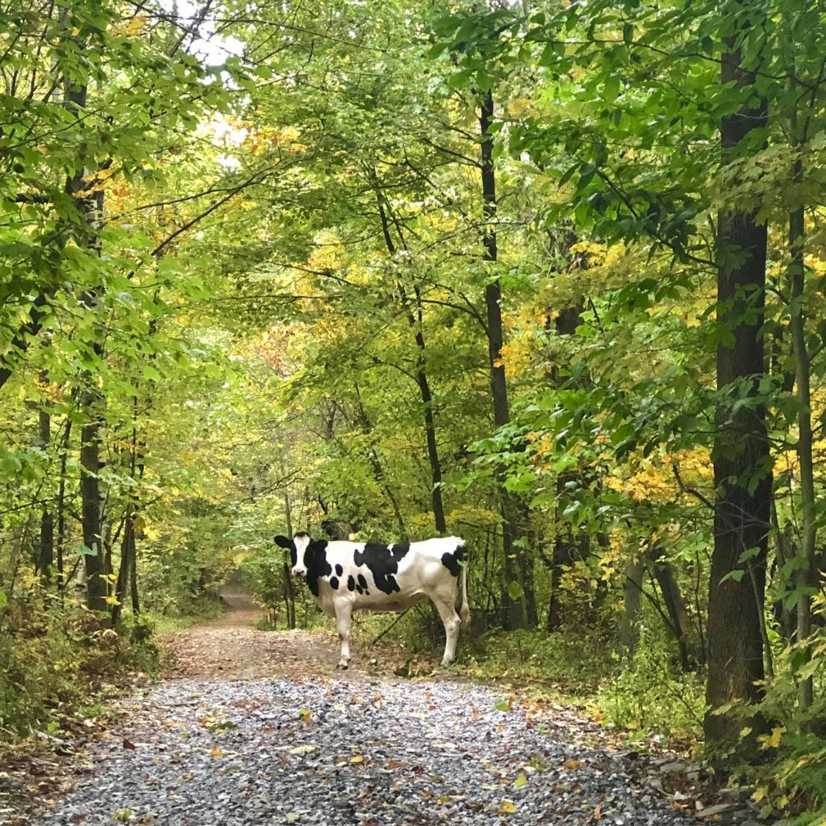 A black and white cow on a back road of Vermont with brightly colored yellow and green trees