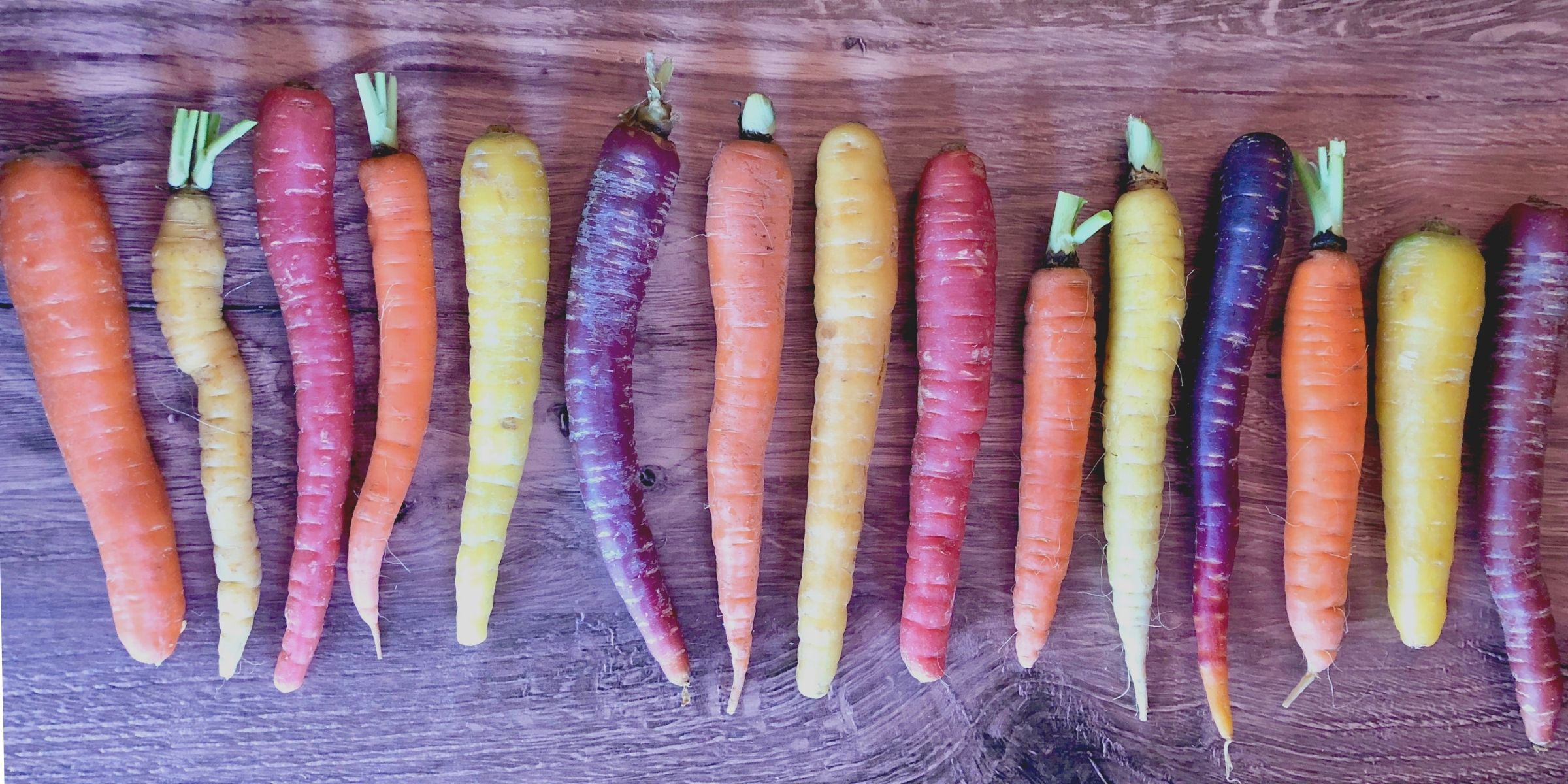 Fifteen orange, yellow, red, and purple raw carrots all lined up side by side